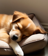 Pet Haven
