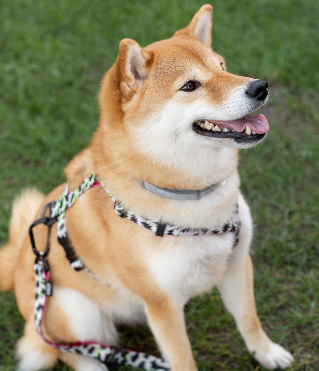 Dog collar belt