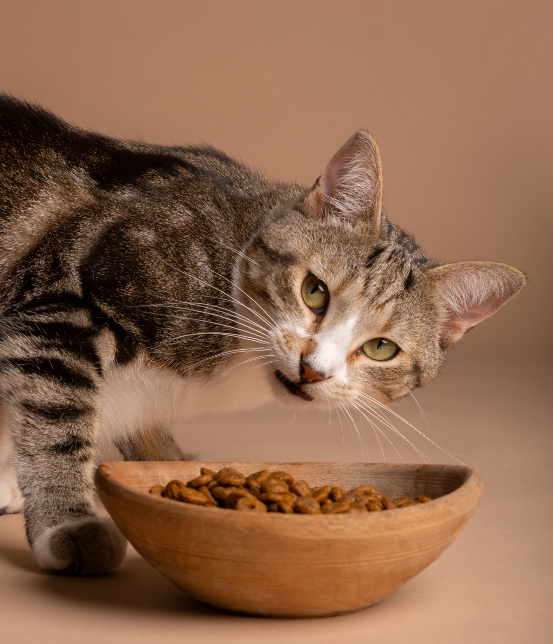 Cat meal bowl